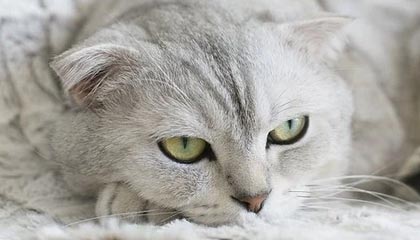 怒江最新的高价医保卡惠民保险代扣怎么取消掉了方法分享(怒江惠民医保怎么报销教程)